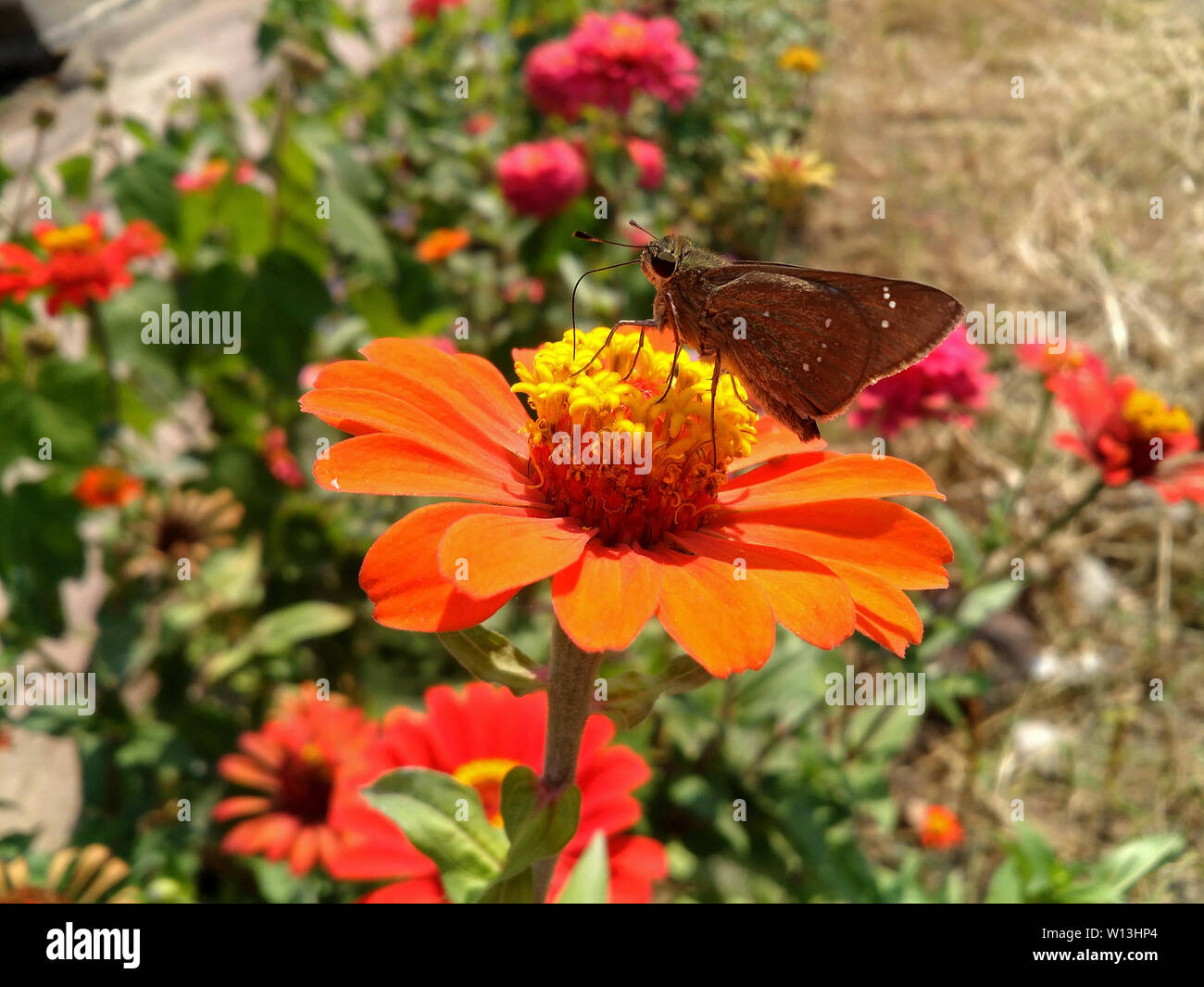 Hundred-day chrysanthemum and the Valley of China make butterflies. Stock Photo