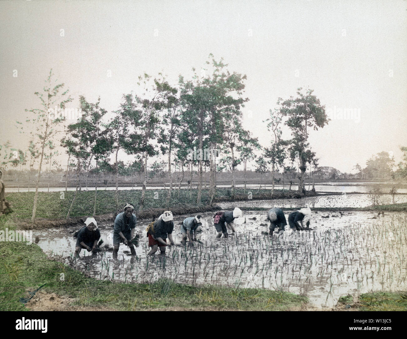 [ 1890s Japan - Japanese Farmers Planting Rice ] —   Seven men (wearing sashes) and women (wearing towels) stand in line to plant rice.  19th century vintage albumen photograph. Stock Photo