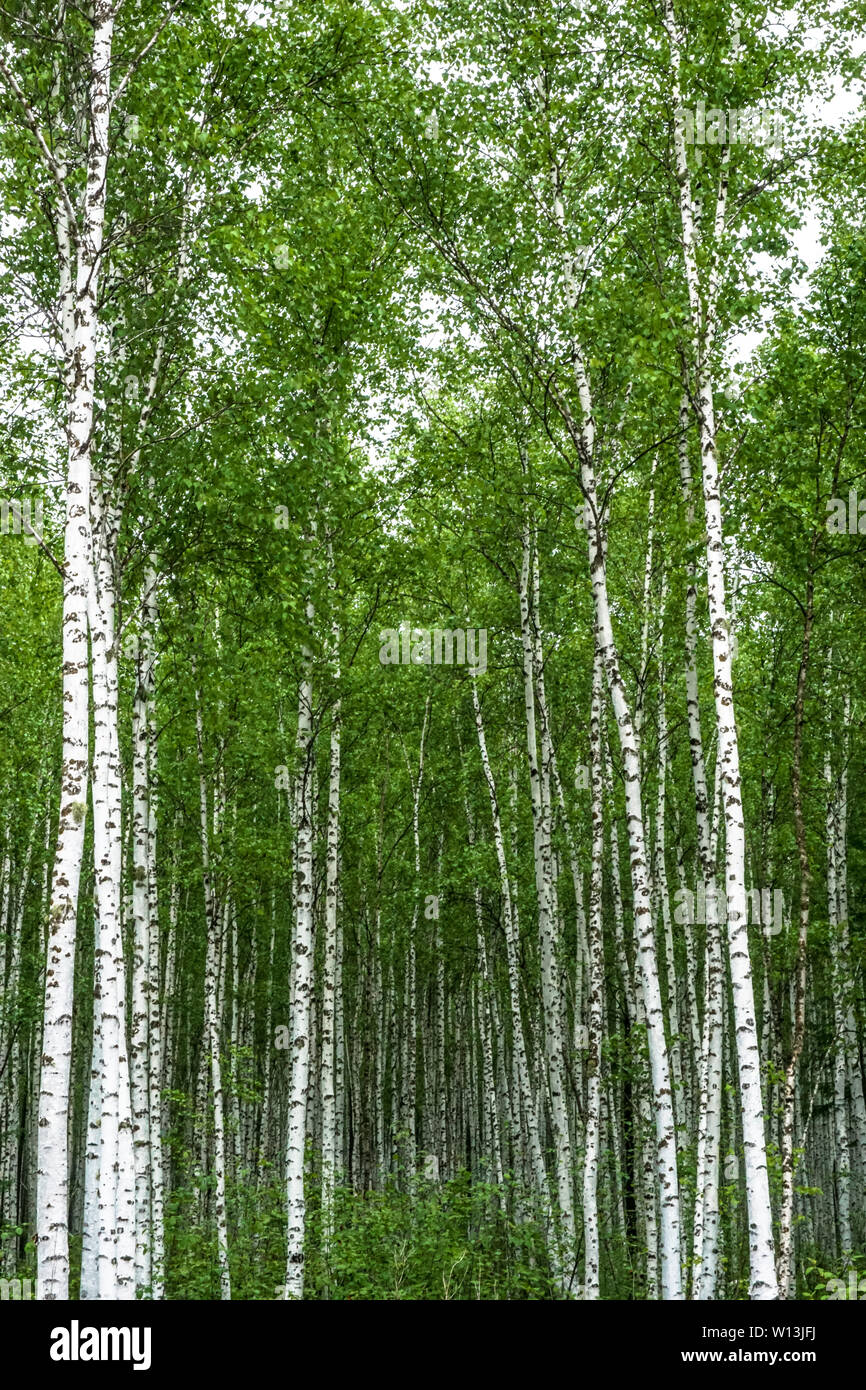 Birch forest russia hi-res stock photography and images - Alamy
