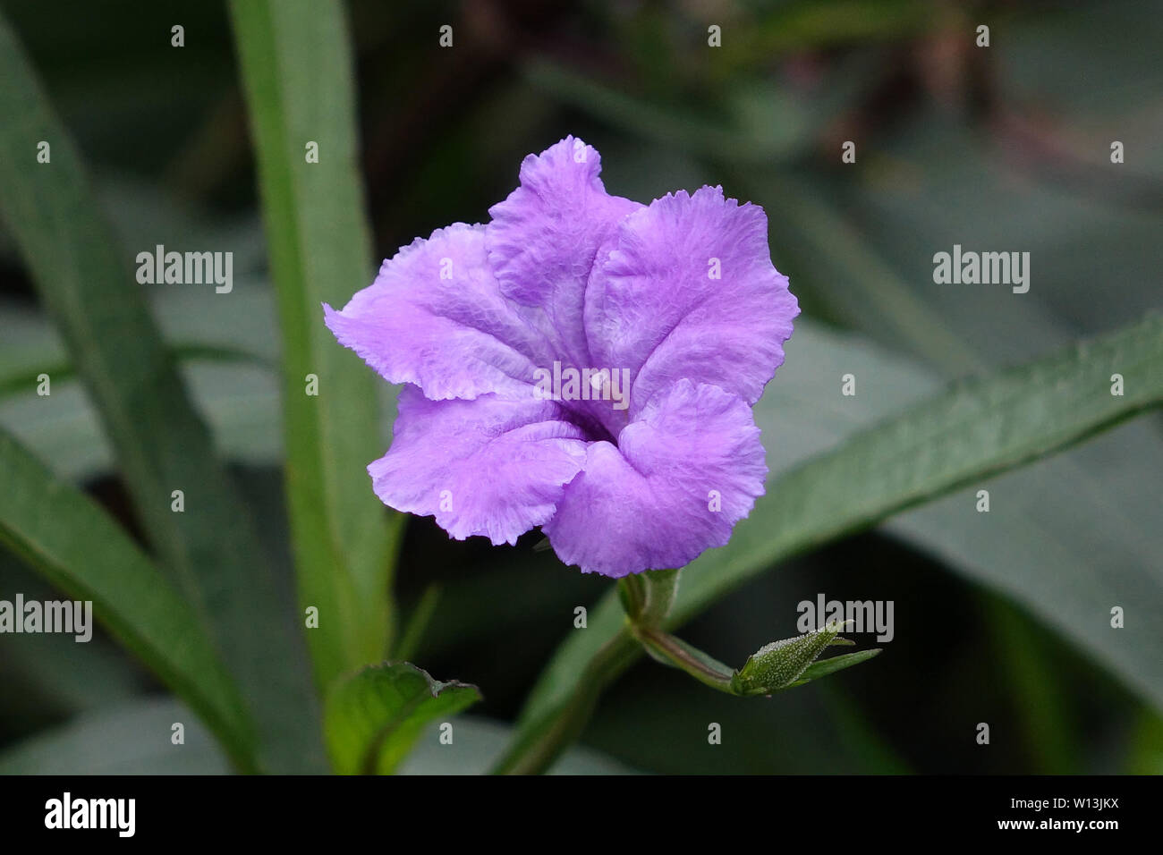 Beautiful violet flower on green nature background Stock Photo
