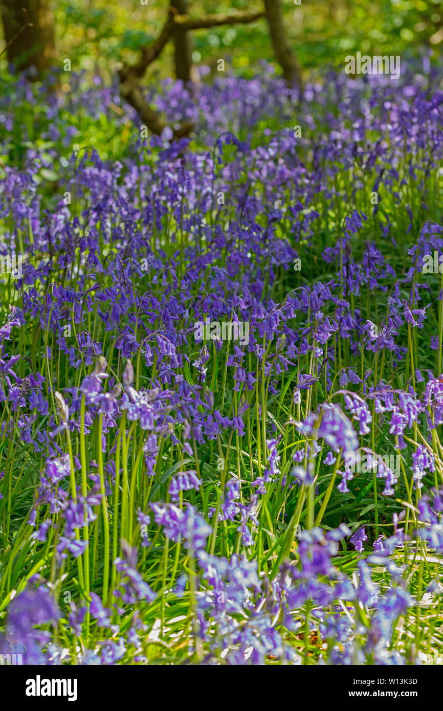 Sea of blue bells Stock Photo Alamy