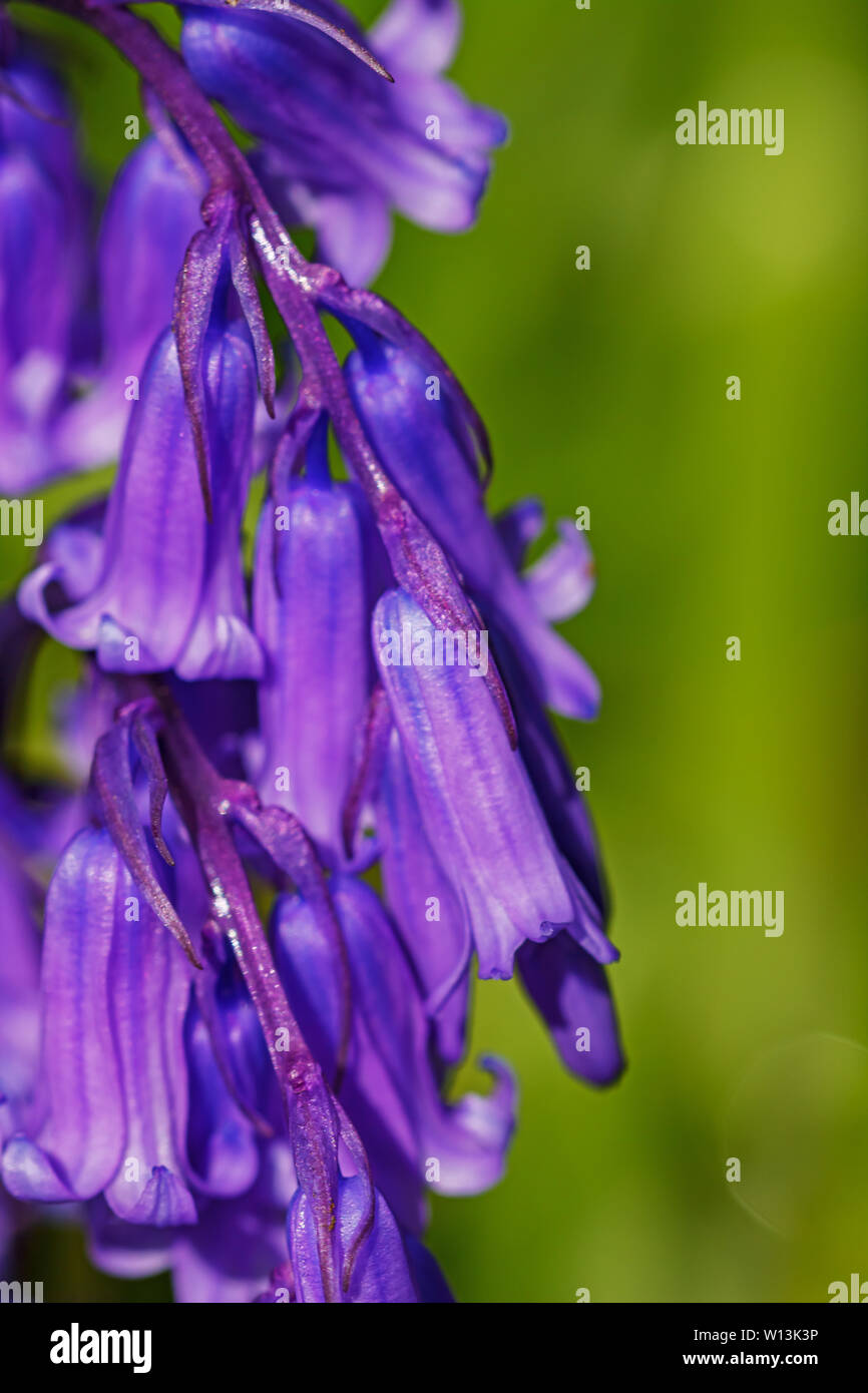 Blue bells up close Stock Photo