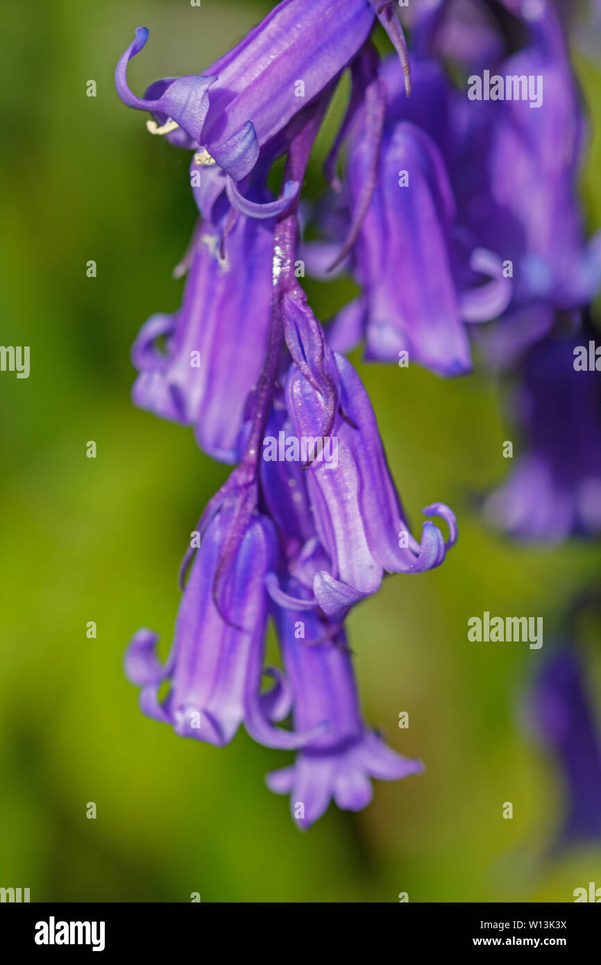 Blue bells up close Stock Photo Alamy