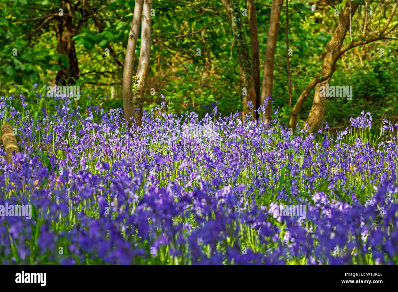 Sea of blue bells Stock Photo Alamy
