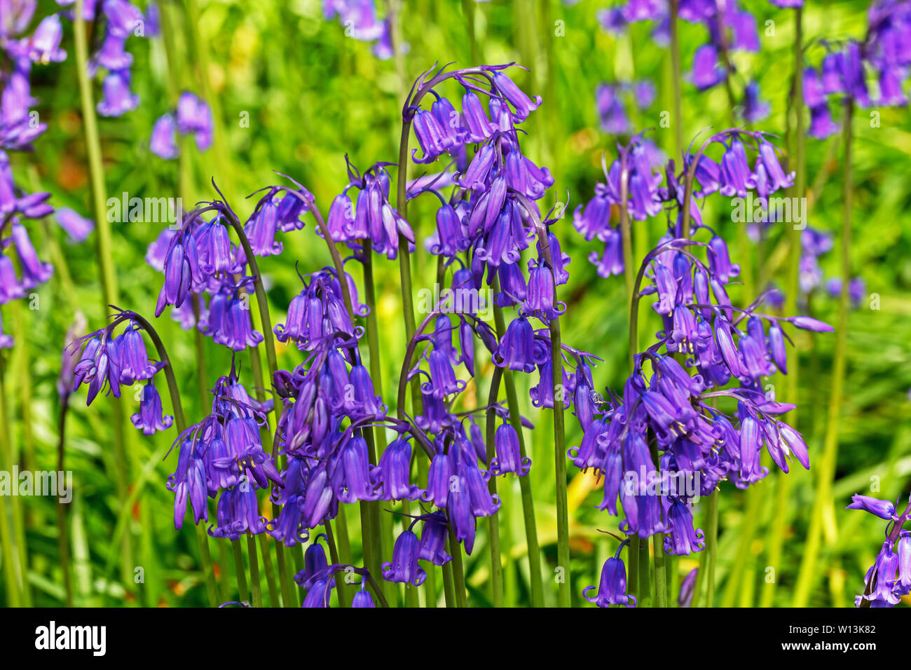 Blue bells up close Stock Photo Alamy