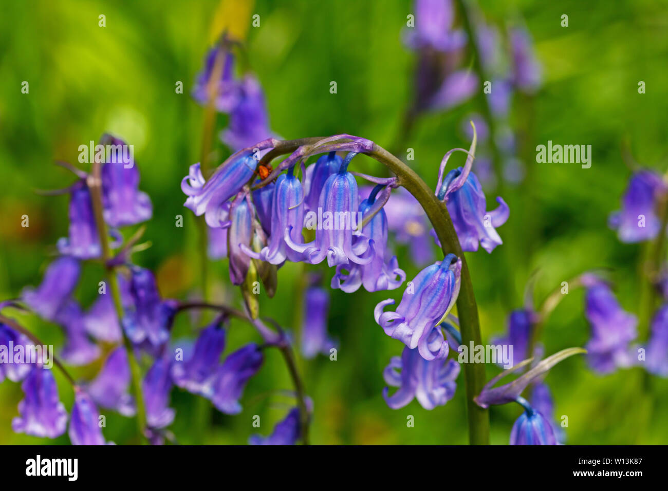 Blue bells up close Stock Photo Alamy