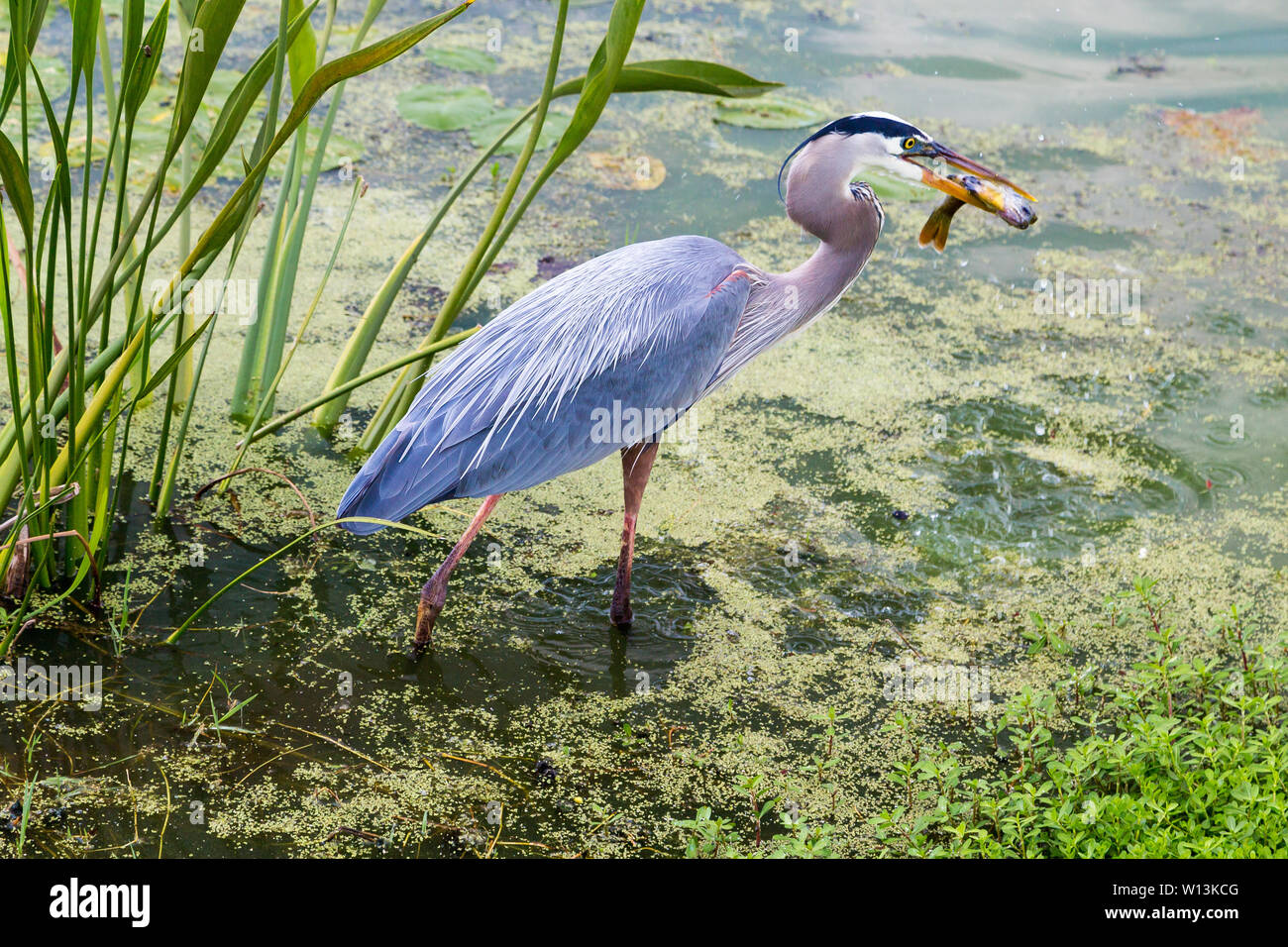 A great blue heron catches a small fish in his beaks in a retention basin, Celebration, Florida, USA. Stock Photo