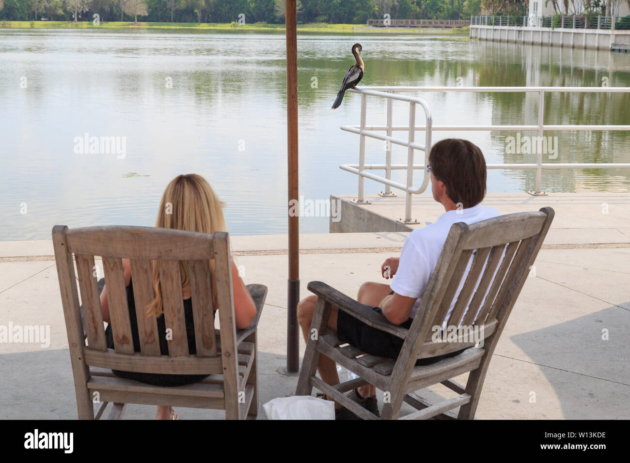 A couple and an anhinga (Anhinga anhinga) rest together on the shopping mall terrace by the wet pond, in Celebration, Florida, USA. Stock Photo
