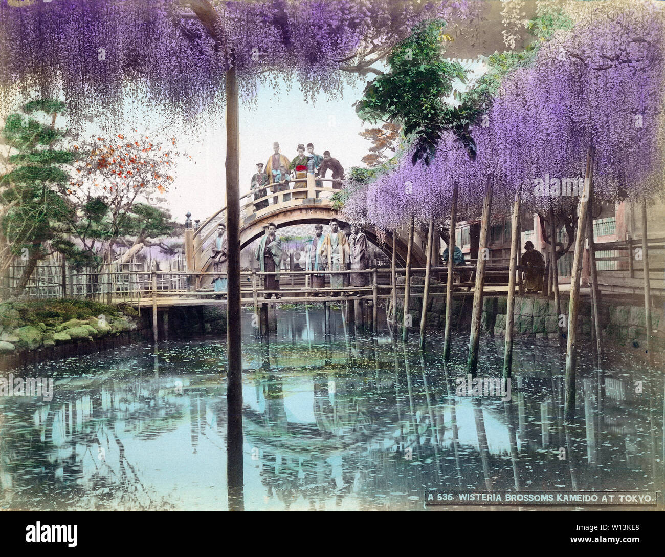 [ 1890s Japan - Wisteria at Kameido Tenjin Shrine, Tokyo ] —   Shinji Pond, wisteria blossom and a traditional arched bridge at Kameido Tenjin shrine in Tokyo. The Kameido shrine is dedicated to Sugawara Michizane, a political figure and scholar of Chinese literature of the Heian Period (794 – 1185) who is revered as a deity of learning.  The shrine, arched bridge and wisteria trellis were destroyed by US bombing during WWII. They were rebuilt, but the bridge is now made of concrete and lacks girders. The scene has lost much, if not all, of its old charm.  19th century vintage albumen photogra Stock Photo