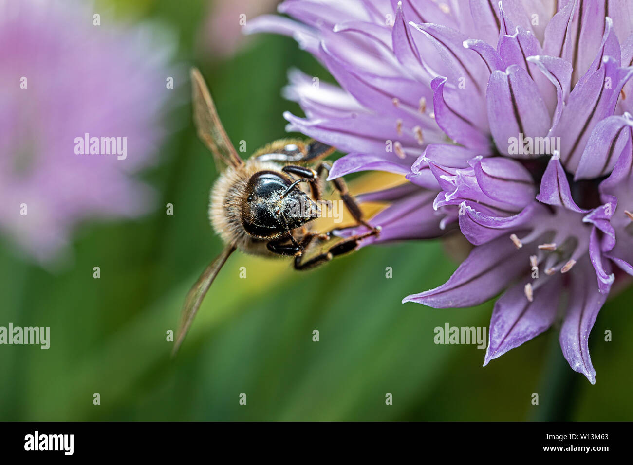 chive blossom with honey bee Stock Photo - Alamy