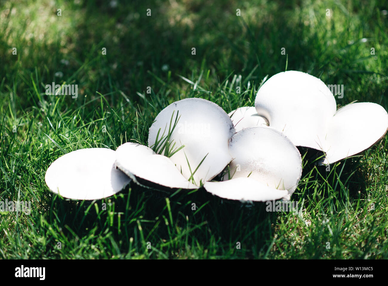 mushroom in guinea pig cage
