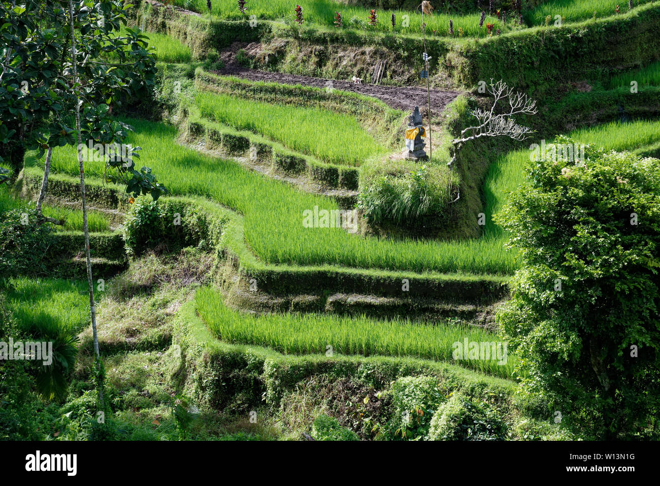 The rice terraces of Tegallalang, Ubud, Bali, Indonesia Stock Photo