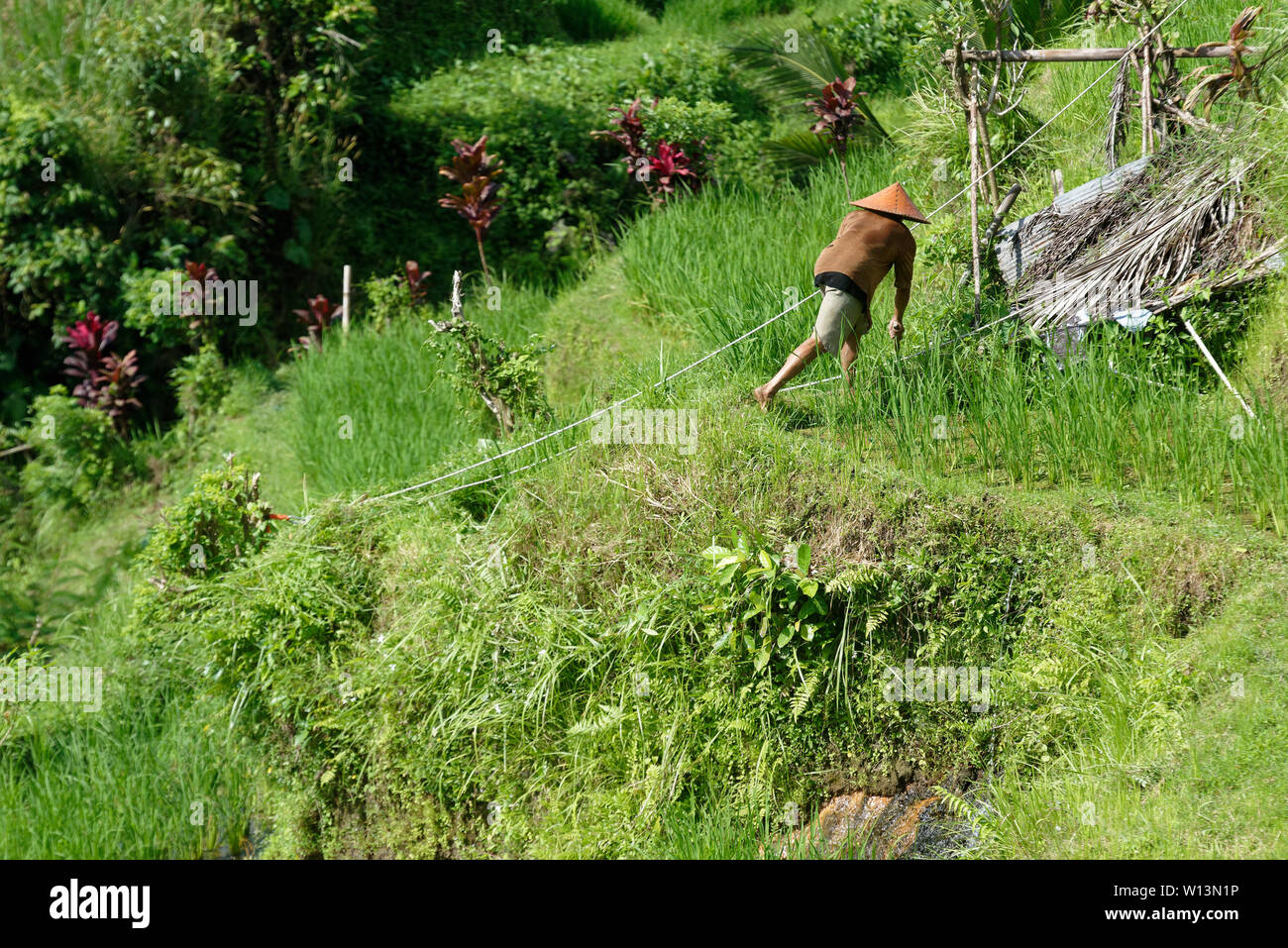 Man in conical hat maintaining the rice fields in Tegallalang, near Ubud, Bali, Indonesia Stock Photo