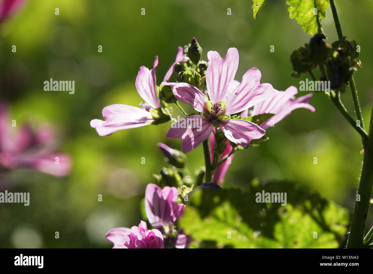 Wilde Malve, Rosspappel (Malva sylvestris) - rosa Blüten Stock Photo