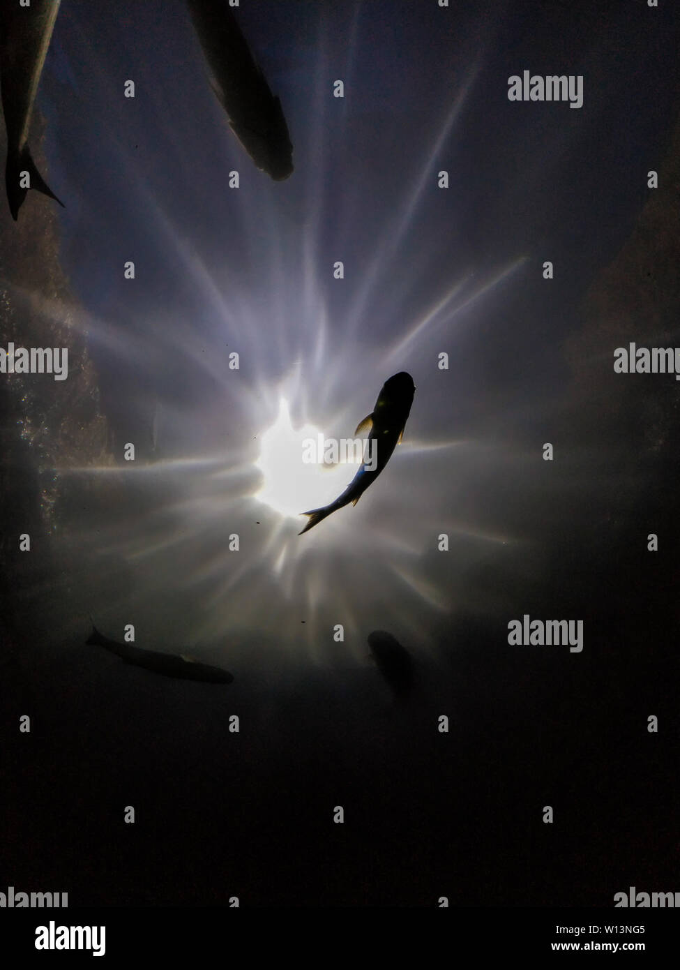 View from depth of the sea on fish Stock Photo