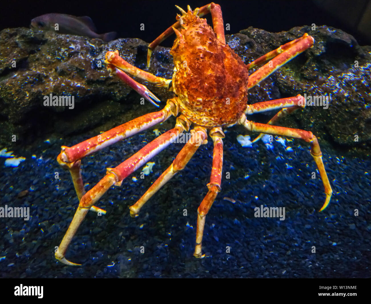 A Japanese spider crab Macrocheira kaempferi in aquarium de La Rochelle, France Stock Photo