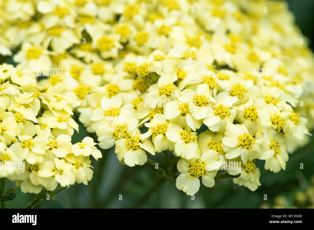 Beautiful pale yellow Achillea flower Stock Photo