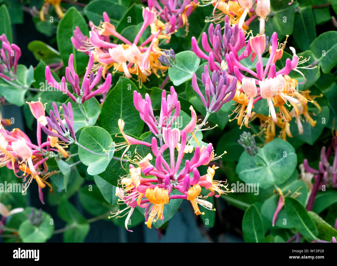 Beautiful mass blooming of Honeysuckle flowers Stock Photo