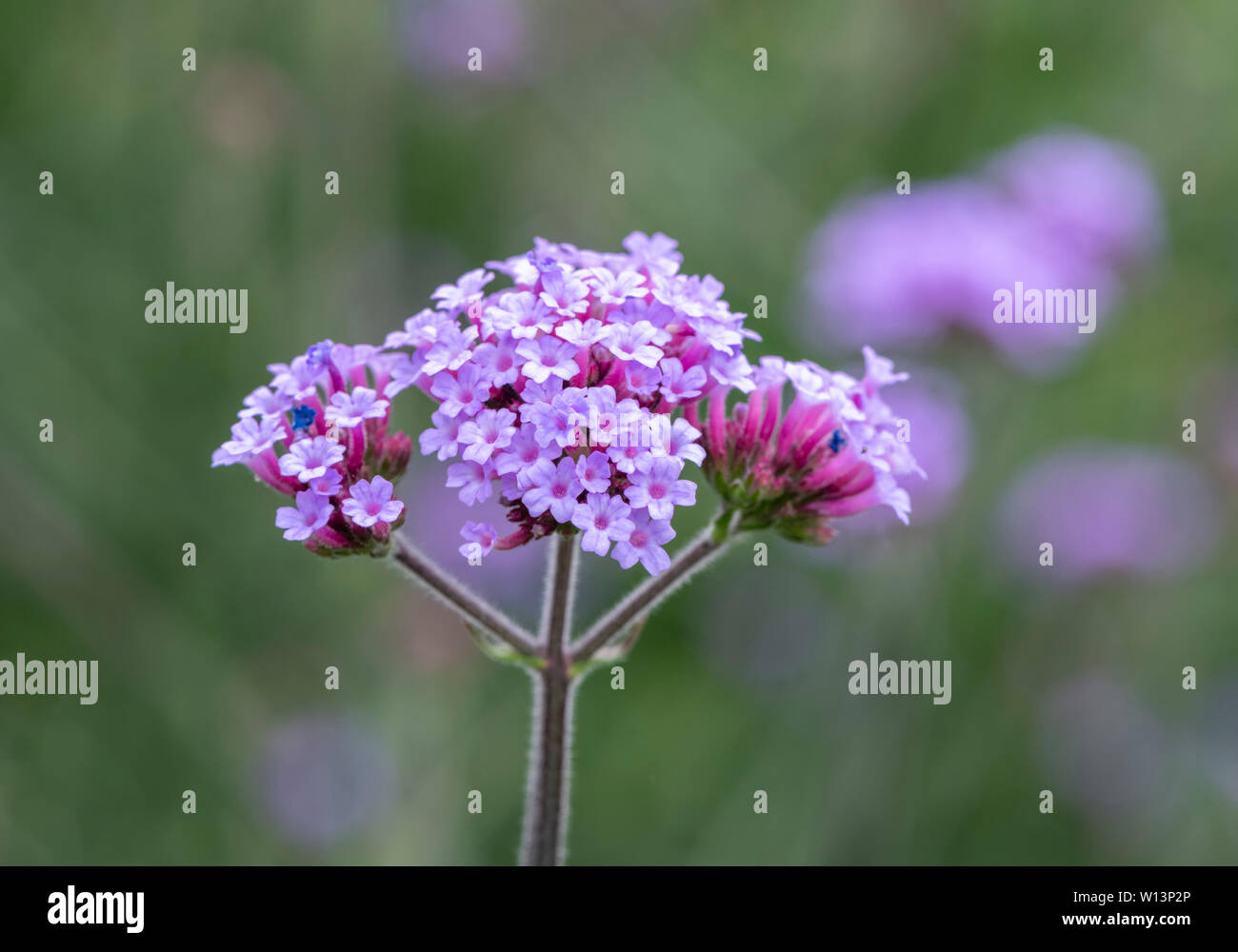 Mauve Verbena flower in full bloom, Verbena is very attractive to bees and butterflies Stock Photo