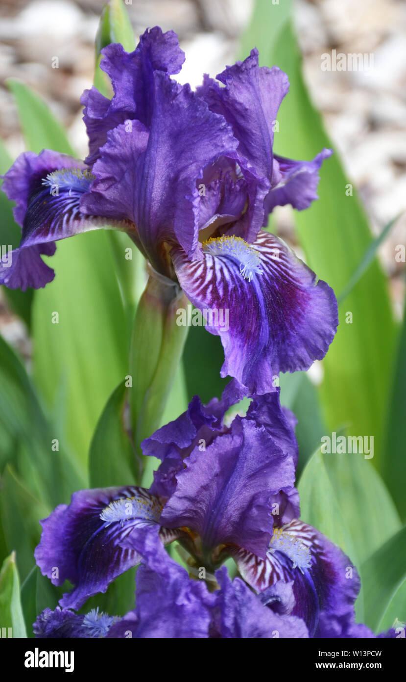 Interesting Purple Bearded Iris Flower Pictures