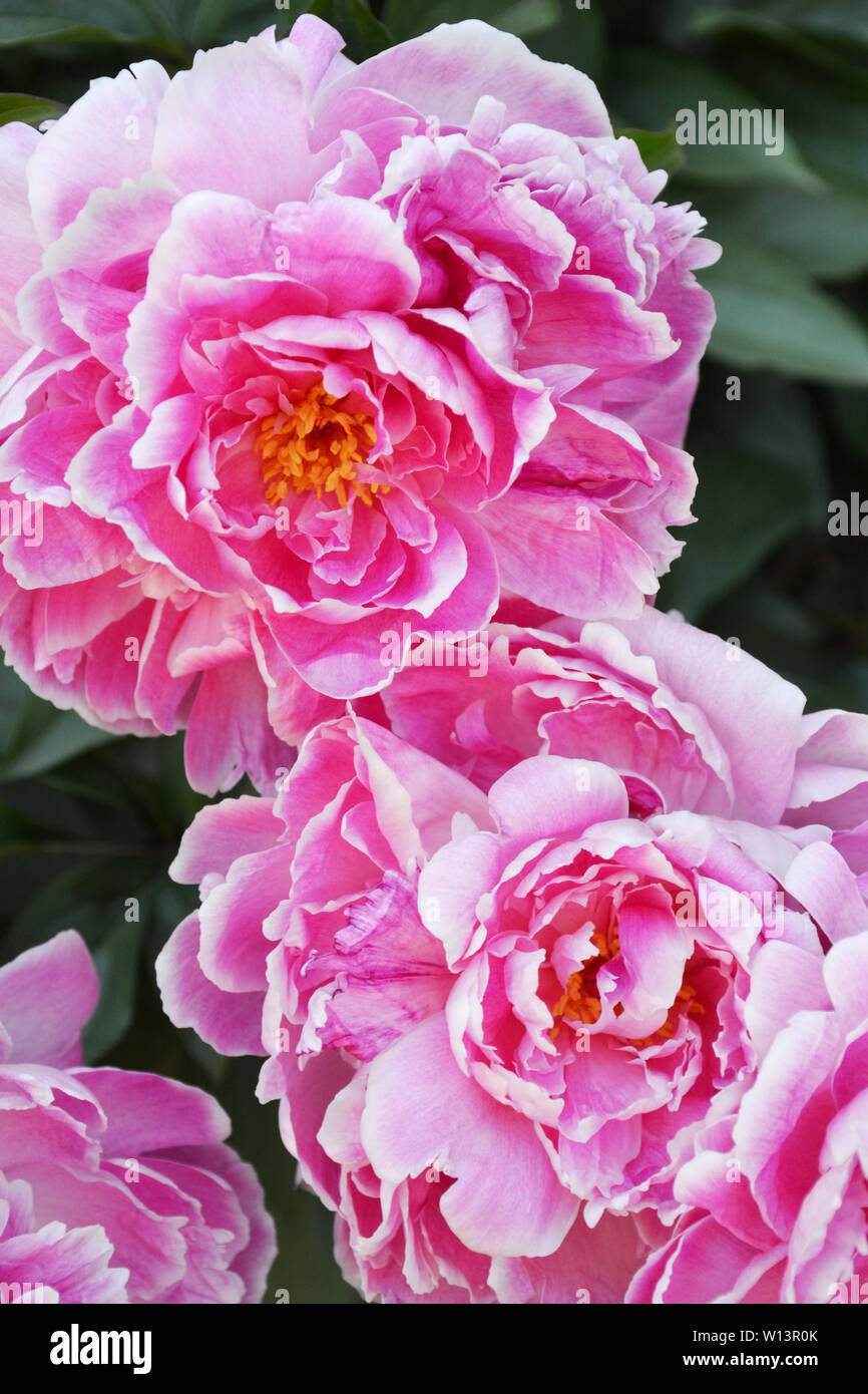 Pastel pink peonies hi-res stock photography and images - Alamy