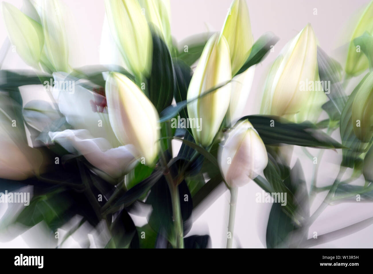 White lilies floral arrangement, zoomed image Stock Photo