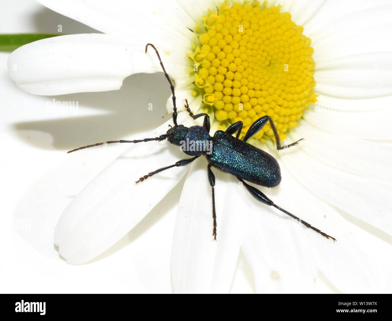 The longhorn beetle Callidium violaceum on a white flower Stock Photo