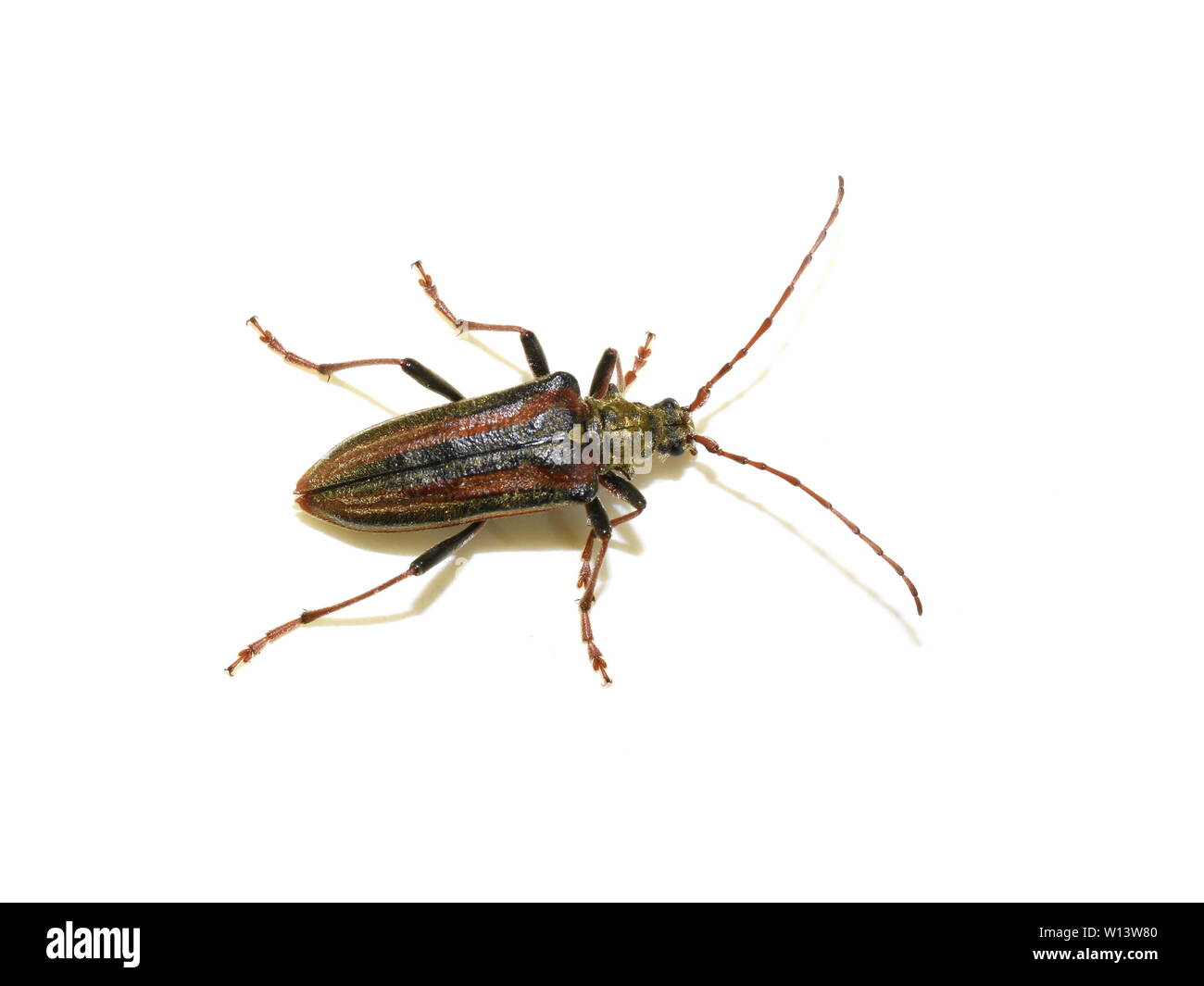 The longhorn beetle Oxymirus cursor female on white background Stock Photo