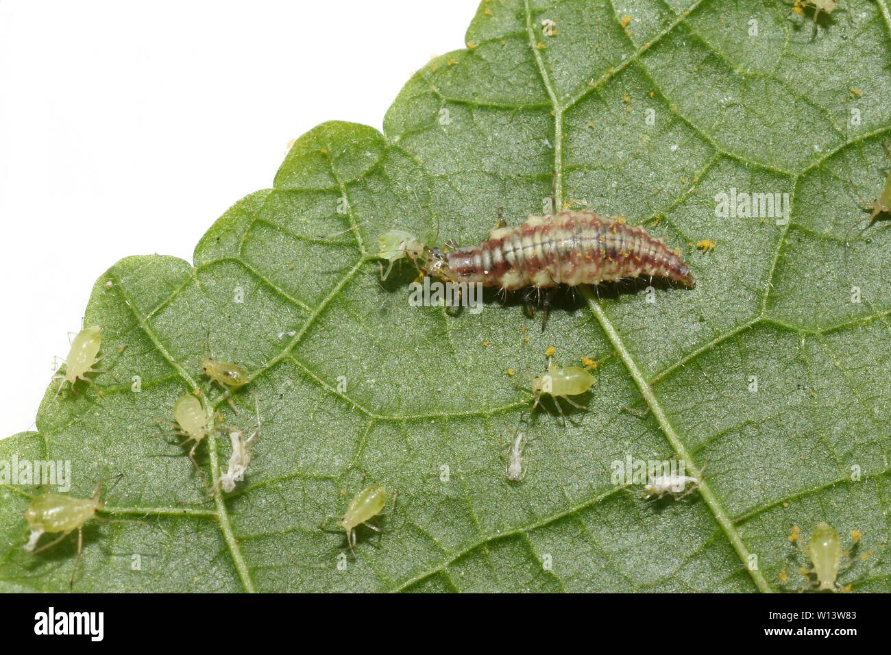 Chrysopidae lacewing larva on a green leaf eating an aphid Stock Photo