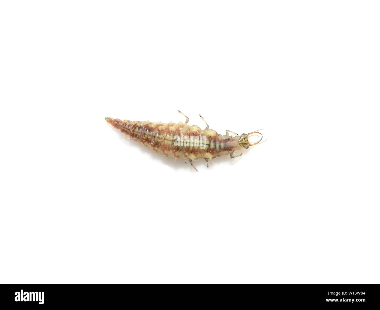Chrysopidae lacewing predatory larva isolated on white background Stock Photo