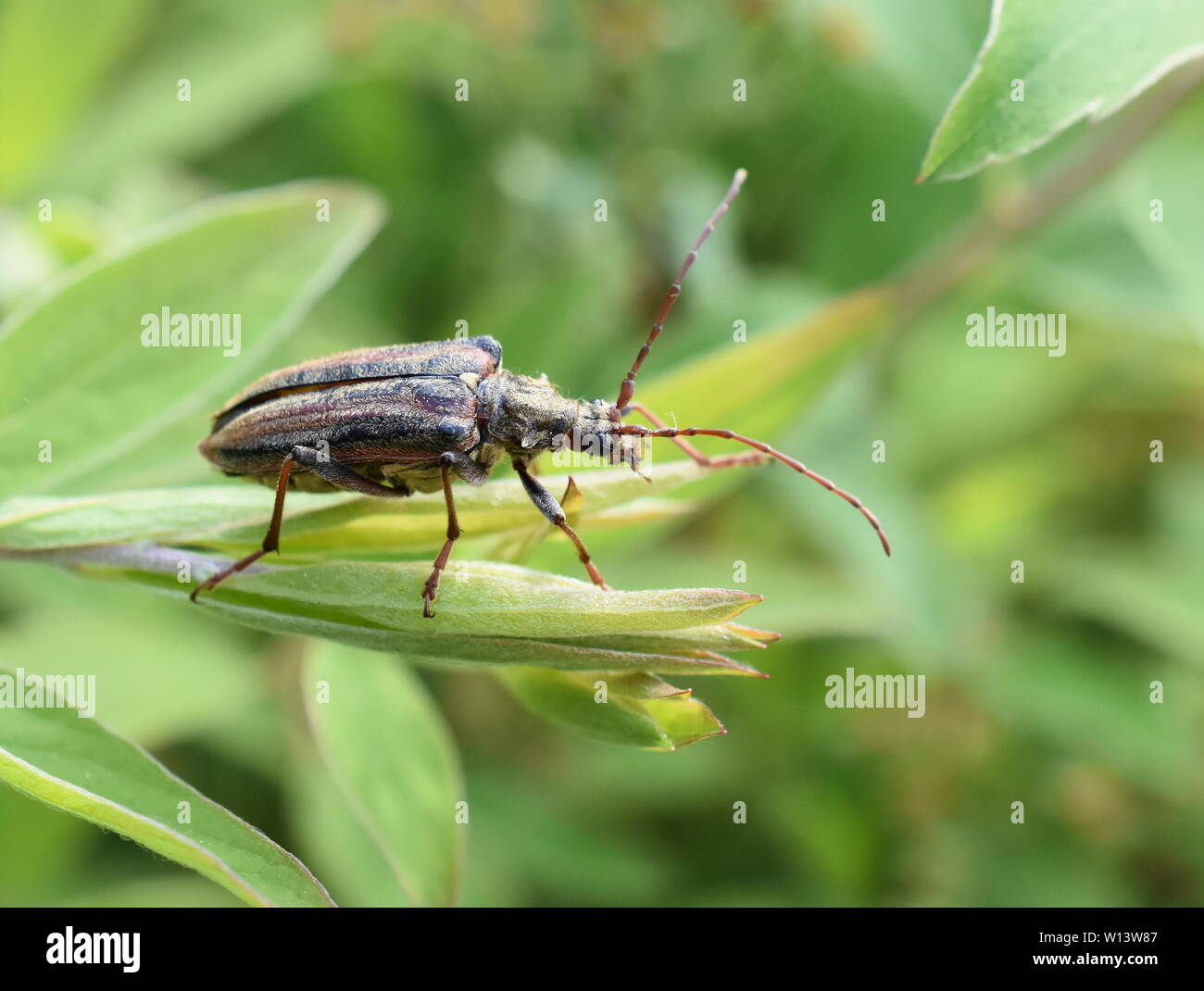 The longhorn beetle Oxymirus cursor female in vegetation Stock Photo