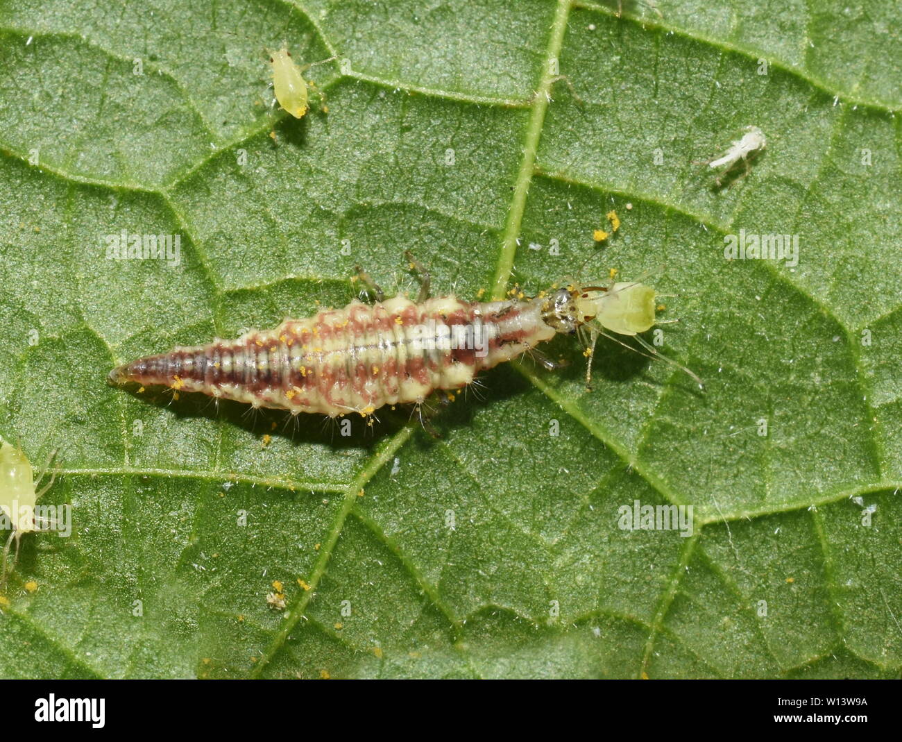 Chrysopidae lacewing larva on a green leaf eating an aphid Stock Photo