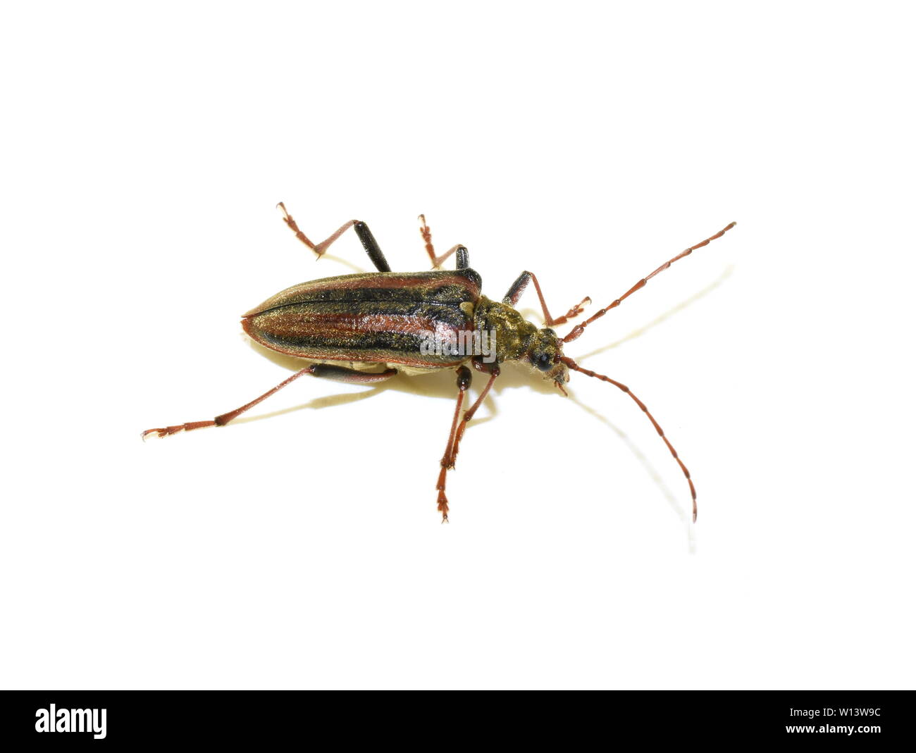 The longhorn beetle Oxymirus cursor female on white background Stock Photo