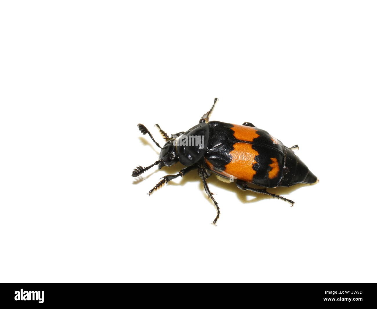 Carrion Inset Carrion insect Cut Out Stock Images & Pictures - Alamy