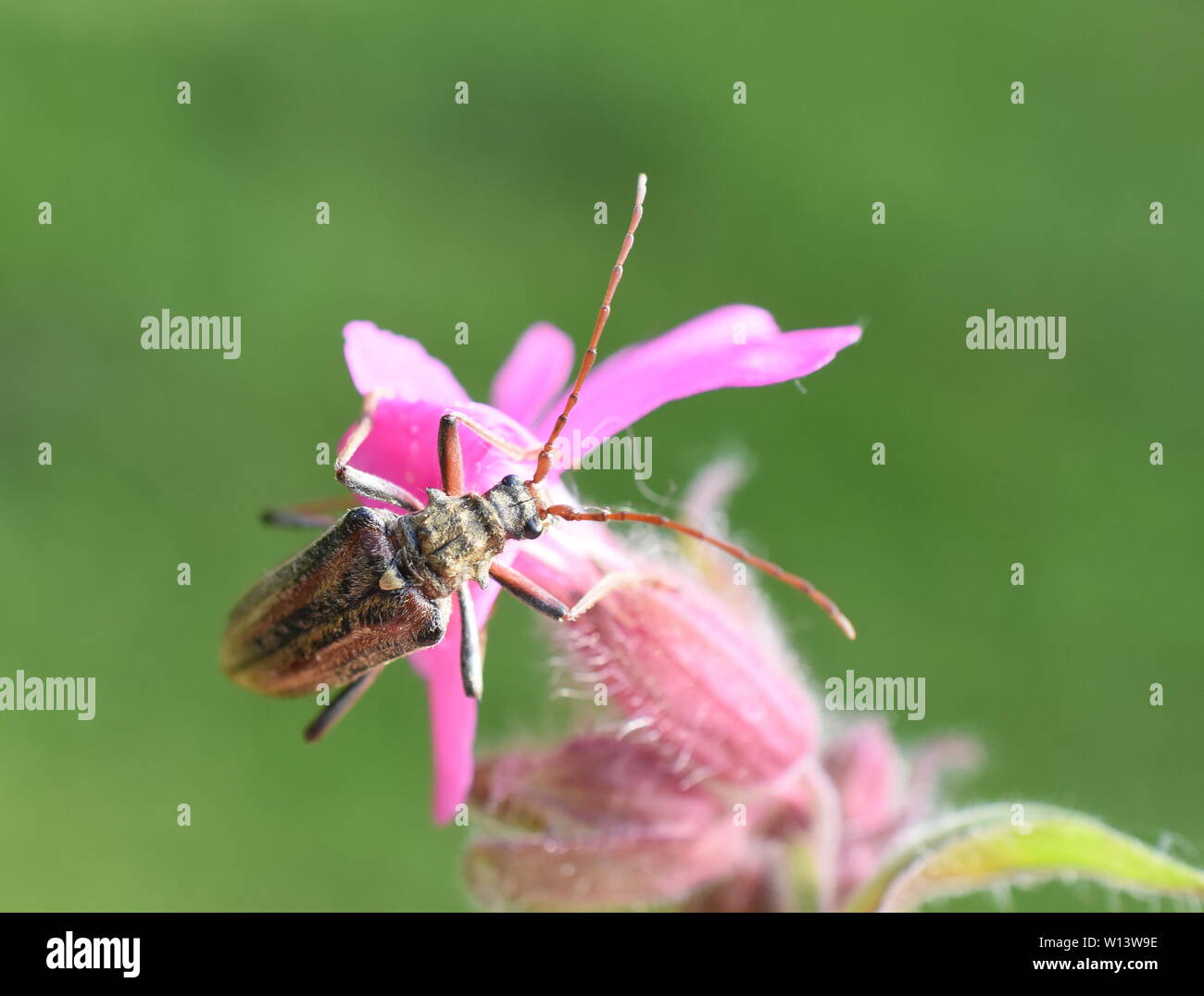 The longhorn beetle Oxymirus cursor female on a pink flower Stock Photo