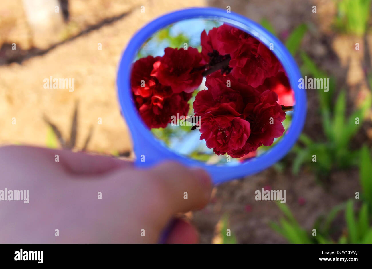 Flowers in the mirror Stock Photo Alamy