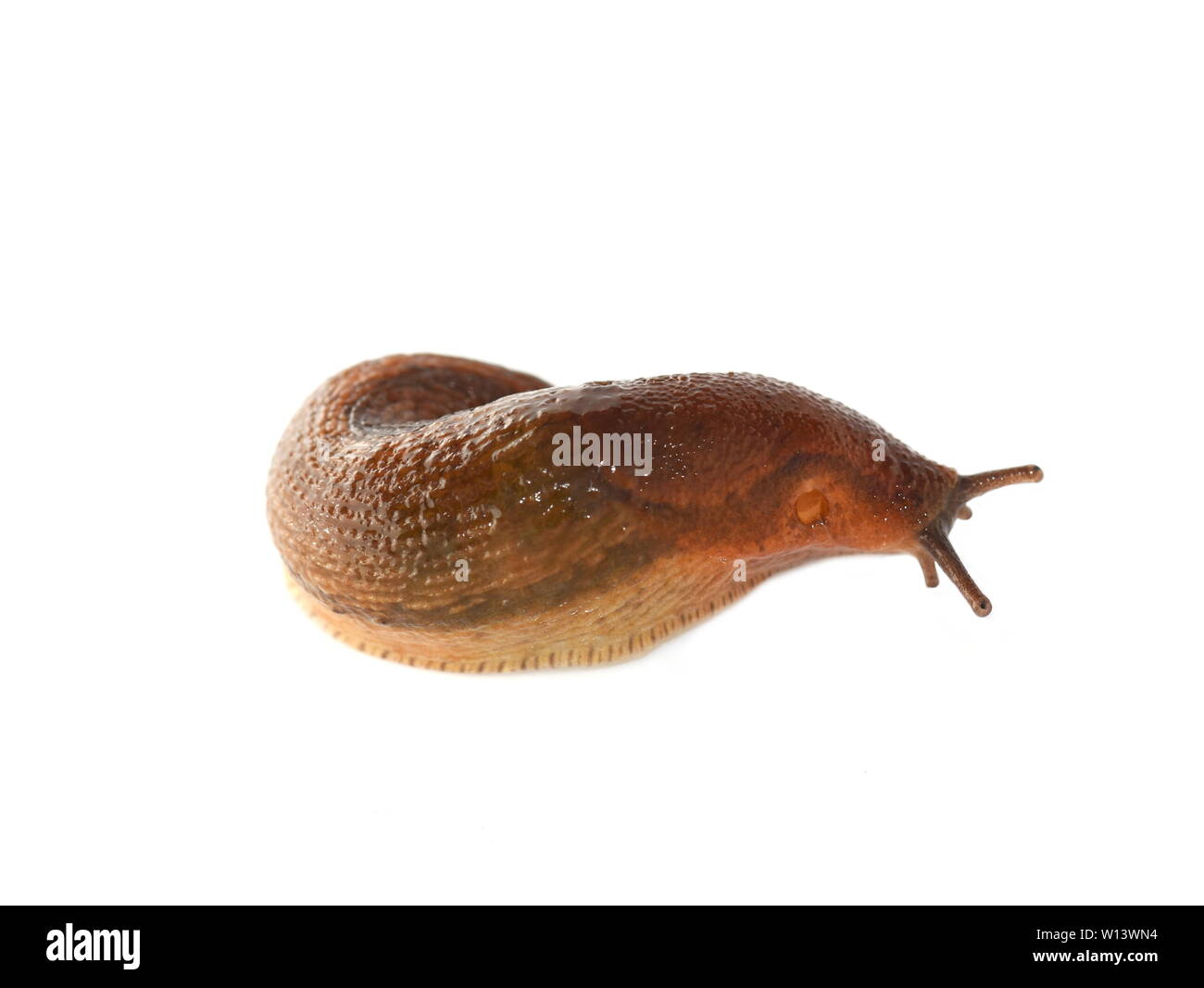 The small snail Dusky Arion fuscus isolated on white background Stock Photo