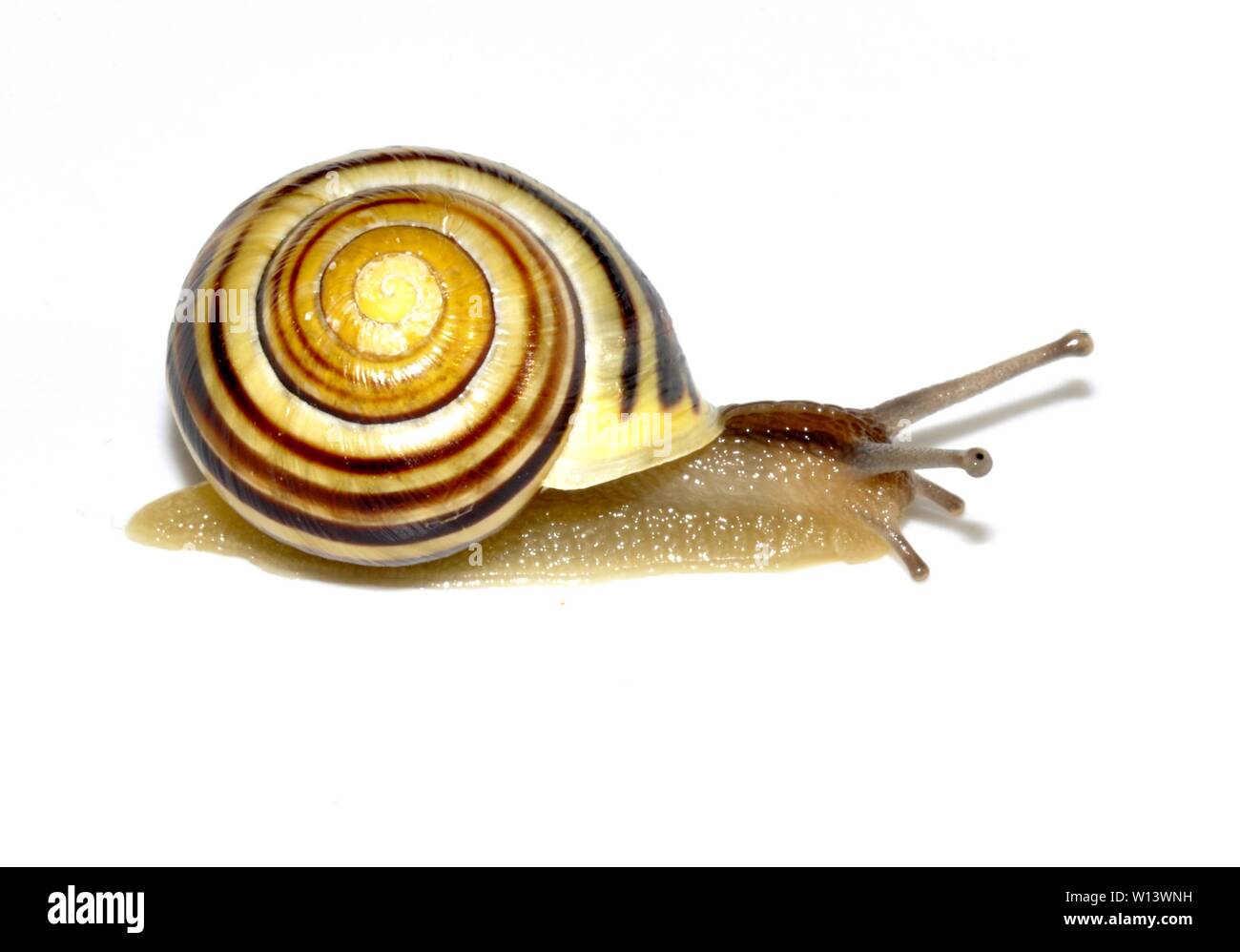 Striped Garden Snail Isolated On White Background Stock Photo Alamy