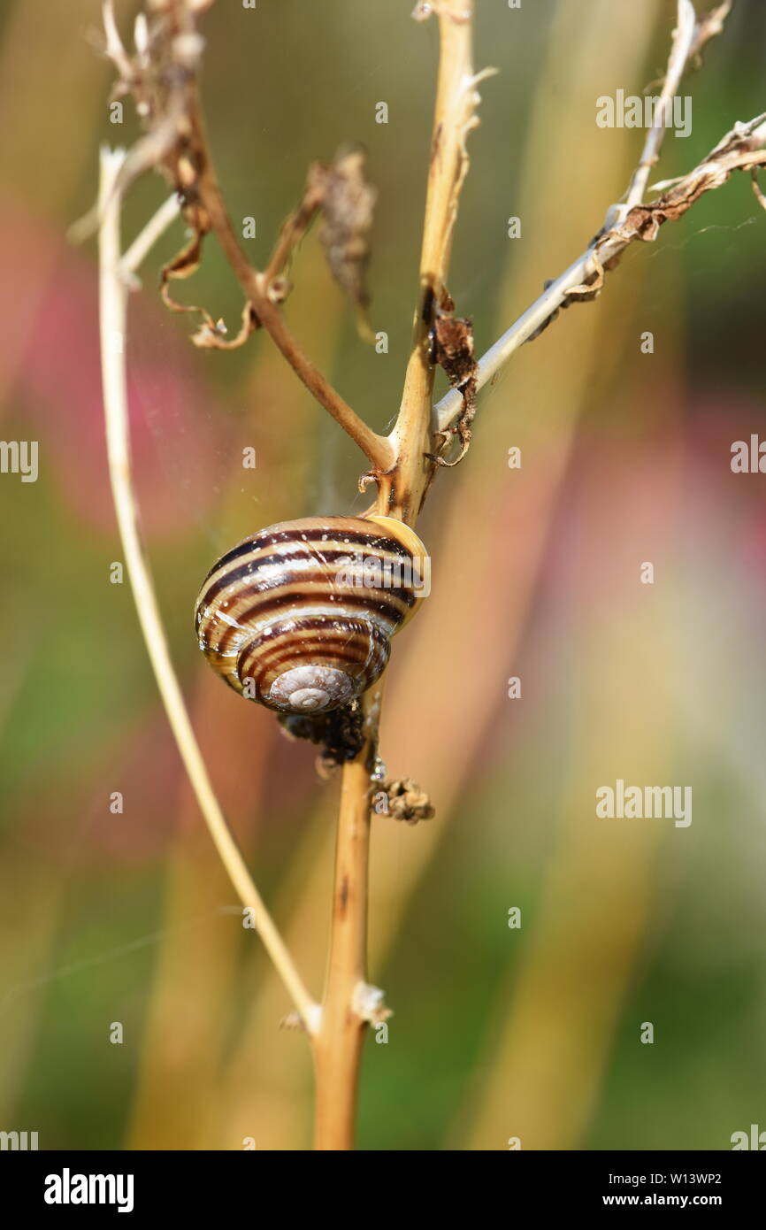 Striped garden snail Cepaea hortensis sitting on a straw Stock Photo