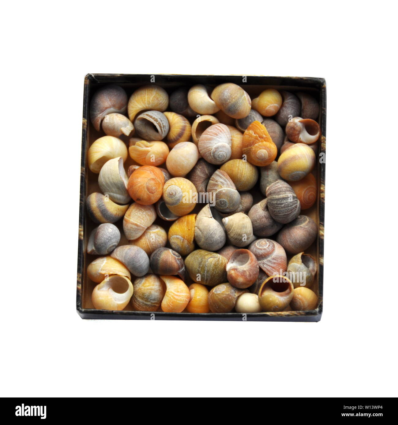 Many different shells from the seashell Littorina obtusata in a box Stock Photo