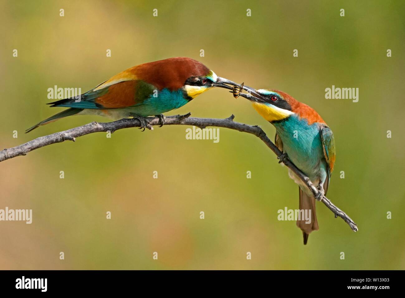 Two bee-eaters (Merops apiaster) sit on a branch and hand over prey as a bridal gift, animal couple, Rhineland-Palatinate, Germany Stock Photo