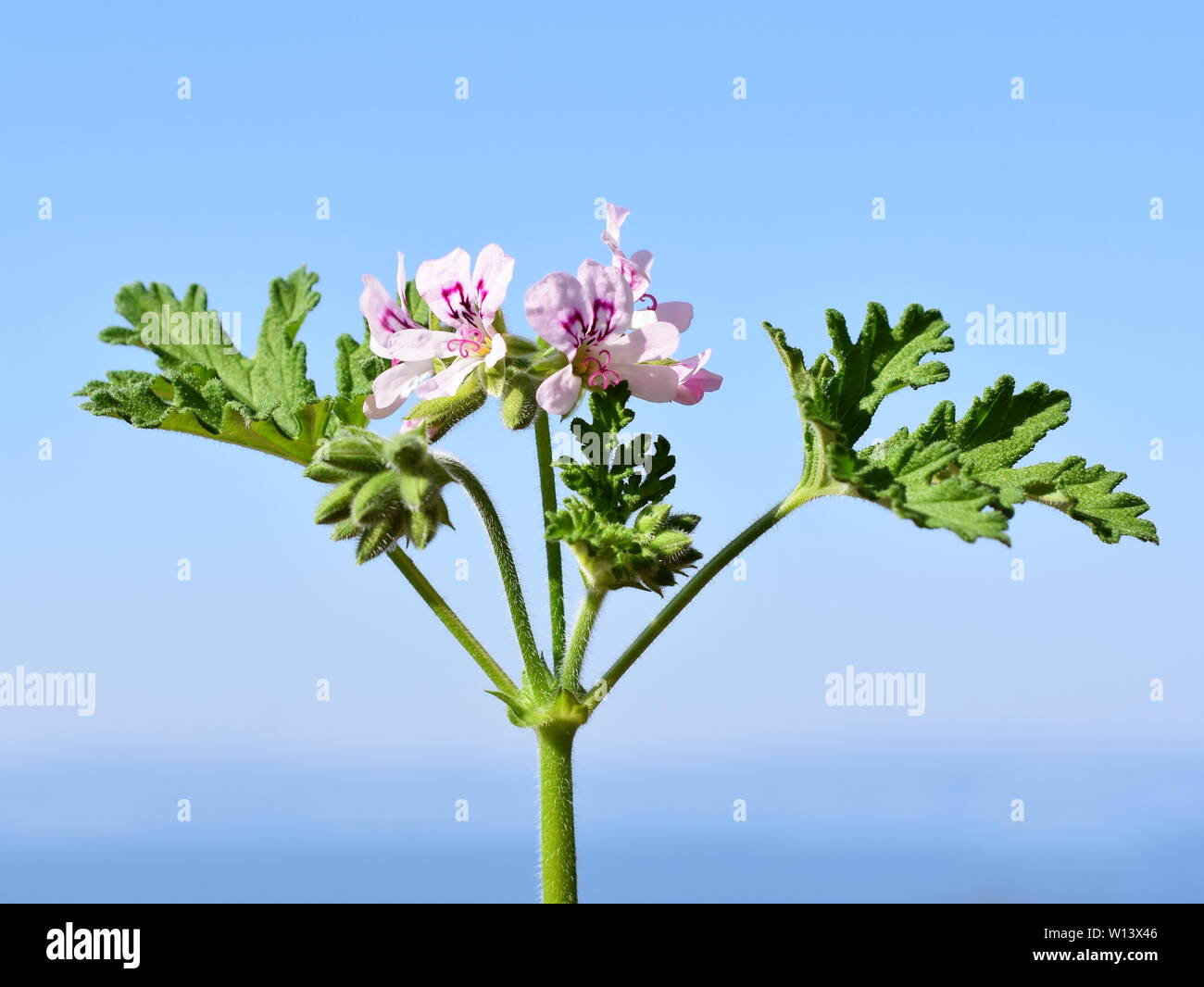 Pelargonium crispum the lemonscented geranium on blue sky background