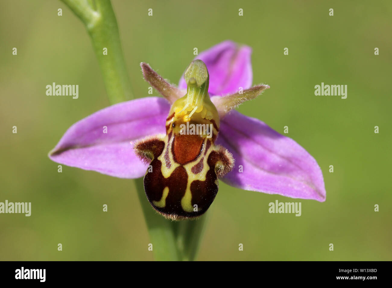 Bee Orchid Ophrys apifera Stock Photo