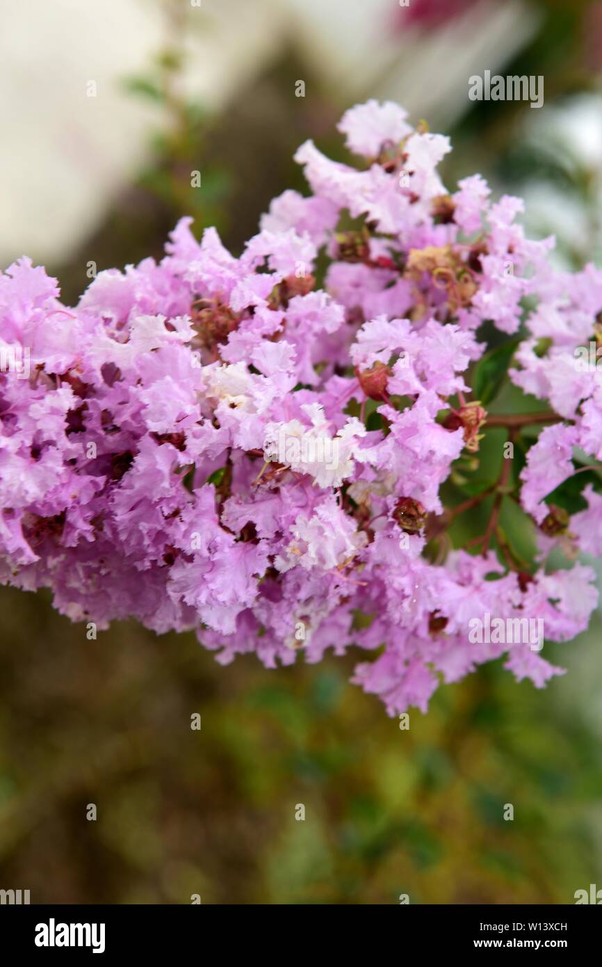 Red Crape Myrtle High Resolution Stock Photography And Images Alamy