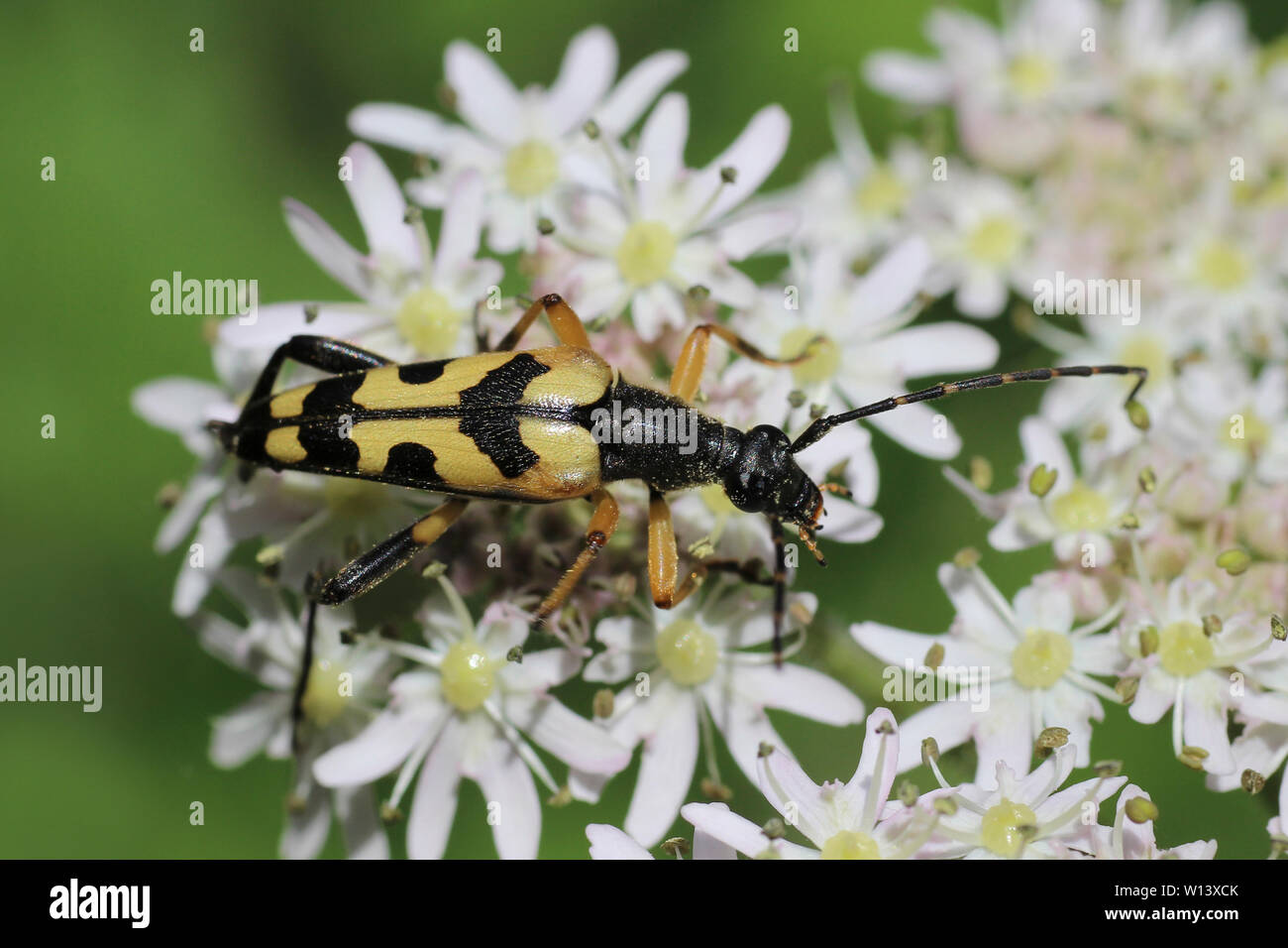 Spotted Longhorn Beetle a.k.a. Harlequin Longhorn - Rutpela maculata Stock Photo