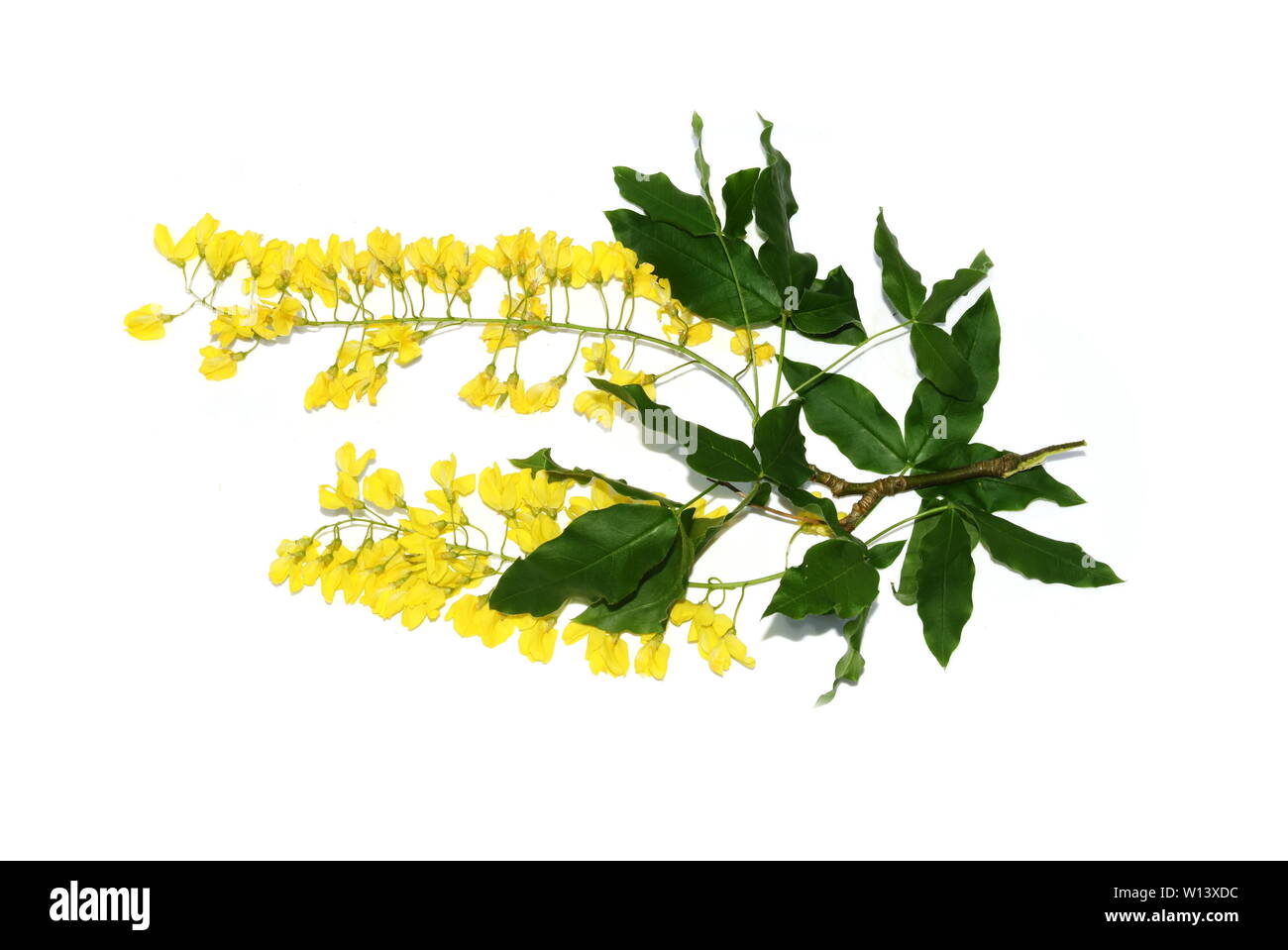 Golden chain tree hires stock photography and images Alamy