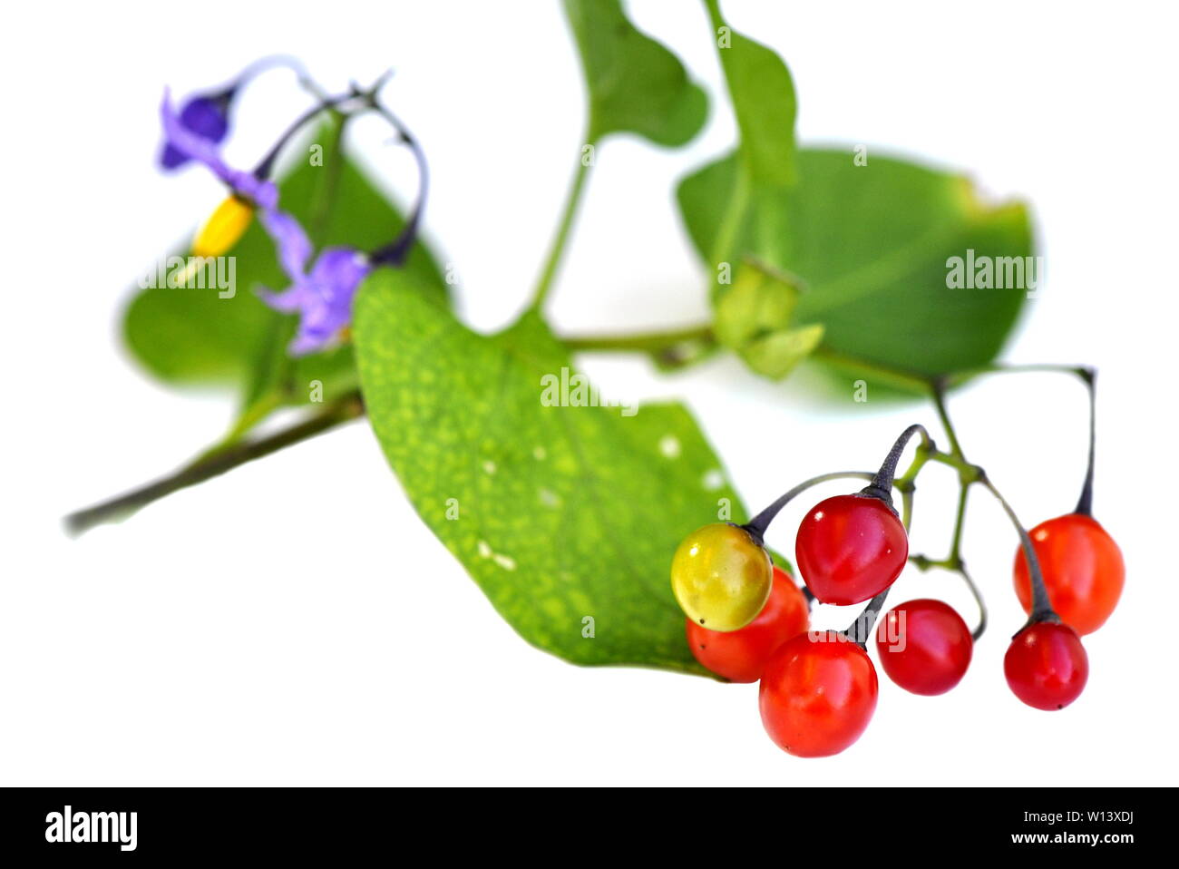 Poisonous berries and purple flowers from bittersweet nightshade Solanum dulcamara isolated on white background Stock Photo