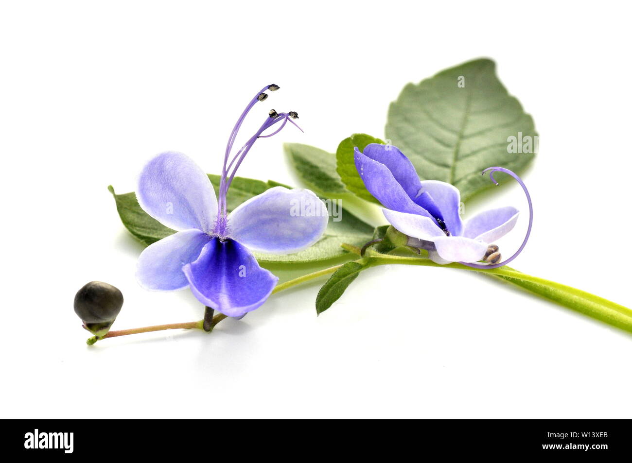 Blue butterfly bush Clerodendrum ugandense on white background Stock Photo