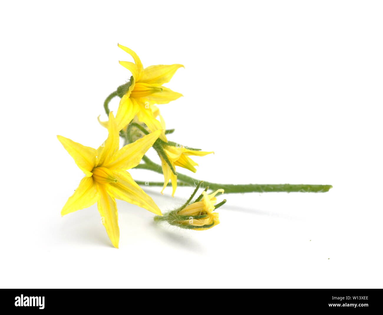 Yellow flower of a tomato plant on white background Stock Photo