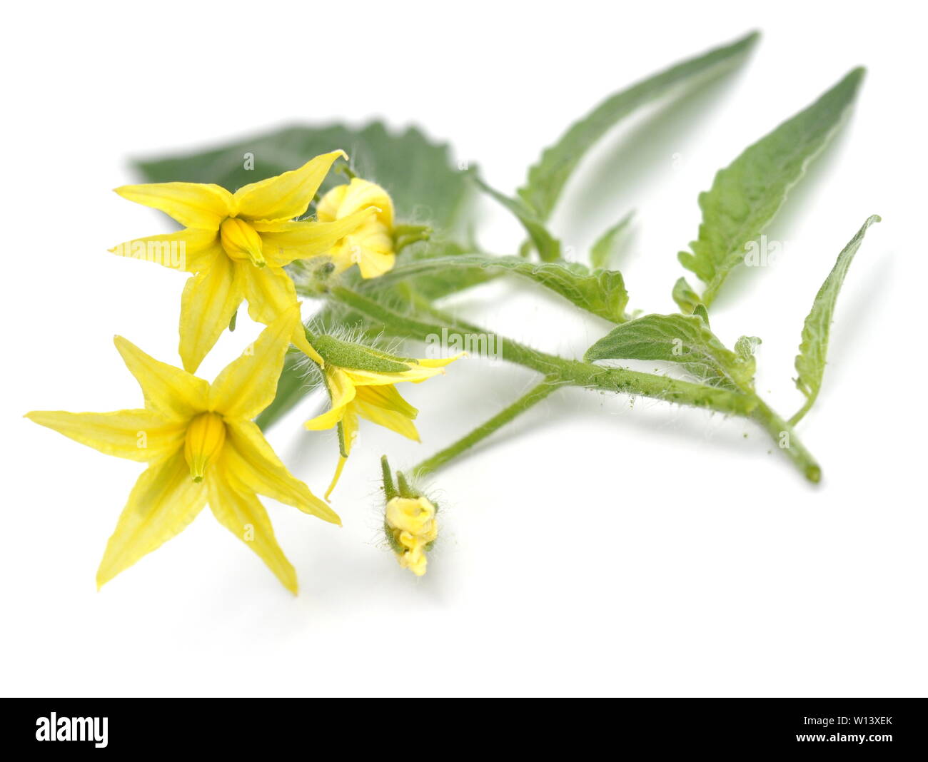 Yellow flower of a tomato plant on white background Stock Photo
